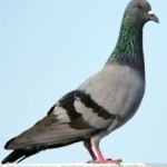 image of bird