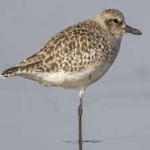image of bird