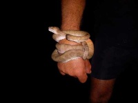 image of night_snake