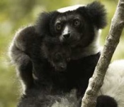image of indri