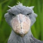 image of bird