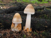image of mushrooms