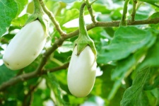 image of fruit_and_vegetable
