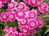 image of flower