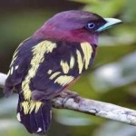 image of banded_broadbill #32