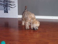 image of wheaten_terrier #2