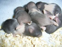image of hamster