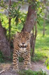 image of jaguar_car