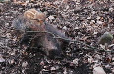 image of wild_boar