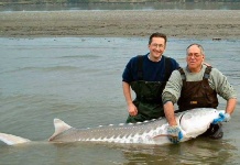 image of sturgeon