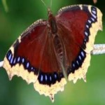 image of animal