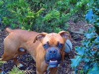 image of boxer