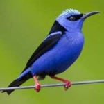 image of bird