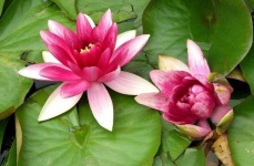 image of flower