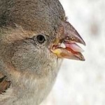 image of bird