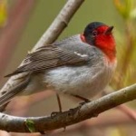 image of bird