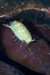 image of isopod