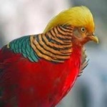 image of golden_pheasant #15