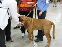 image of bloodhound