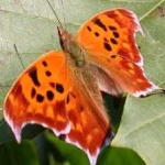 image of animal