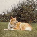 image of collie #1