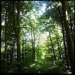 image of forest