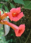 image of flower