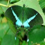 image of banded_butterfly #98