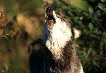 image of timber_wolf