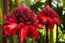 image of tropical_forest