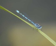 image of damselfly