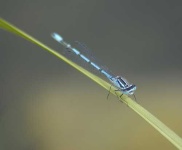 image of damselfly #15