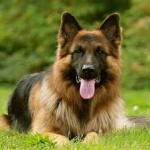 image of animal