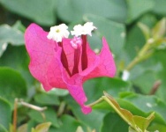 image of flower
