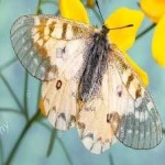 image of animal