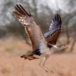 image of bird