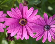 image of flower