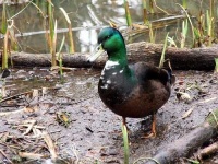 image of drake