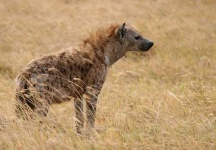 image of hyena