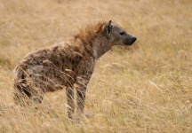 image of hyena #18