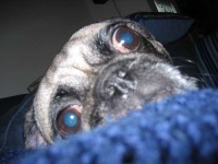 image of pug