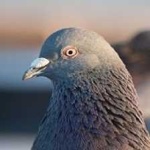 image of bird