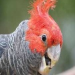 image of bird