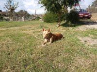 image of dingo
