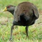 image of bird