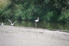 image of white_stork