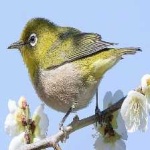 image of bird