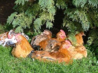 image of cock