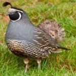image of bird