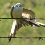 image of bird
